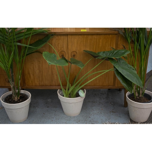 349 - MAJESTY PALM INDOOR PLANTS, two, tallest 230cm H including pots and an elephant ear plant, 84cm H. (... 