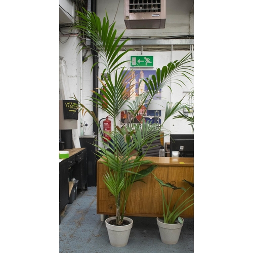 349 - MAJESTY PALM INDOOR PLANTS, two, tallest 230cm H including pots and an elephant ear plant, 84cm H. (... 