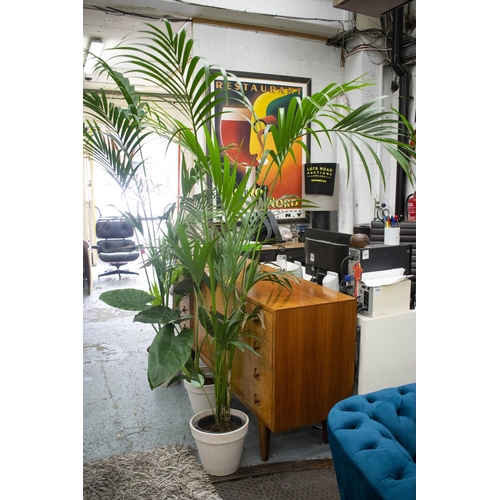 349 - MAJESTY PALM INDOOR PLANTS, two, tallest 230cm H including pots and an elephant ear plant, 84cm H. (... 