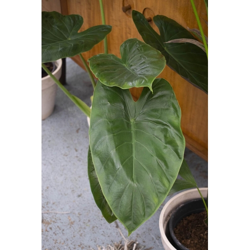 349 - MAJESTY PALM INDOOR PLANTS, two, tallest 230cm H including pots and an elephant ear plant, 84cm H. (... 