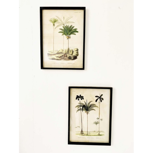 444 - BOTANICAL PALM TREE PRINTS, a set of 2, framed and glazed 56cm x 41cm.