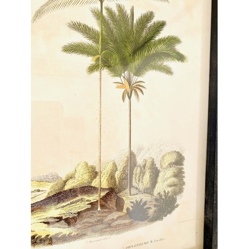 444 - BOTANICAL PALM TREE PRINTS, a set of 2, framed and glazed 56cm x 41cm.