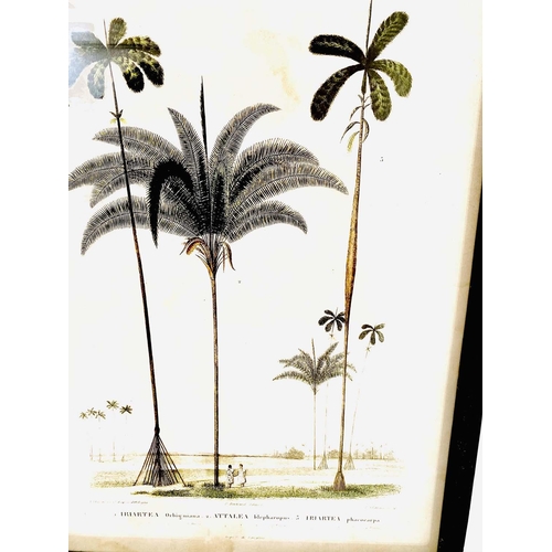 444 - BOTANICAL PALM TREE PRINTS, a set of 2, framed and glazed 56cm x 41cm.