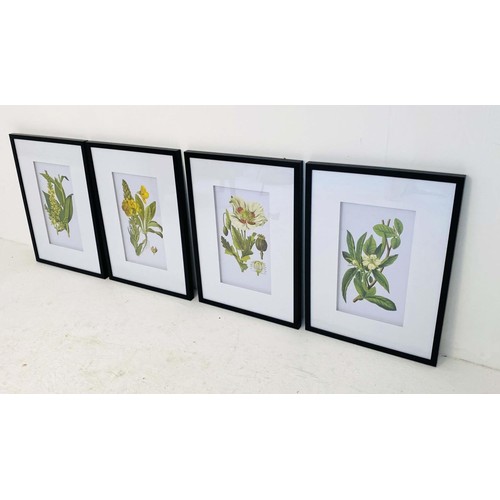 371 - BOTANICAL PRINTS, a set of four, 70cm high, 50cm wide, framed and glazed (4)