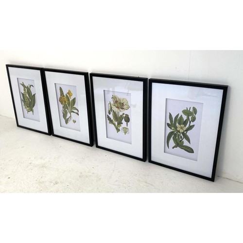 371 - BOTANICAL PRINTS, a set of four, 70cm high, 50cm wide, framed and glazed (4)