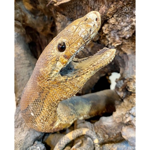 149 - TAXIDERMY, 105cm H x 70cm W x 40cm D, Victorian, of snakes in a naturalistic setting.