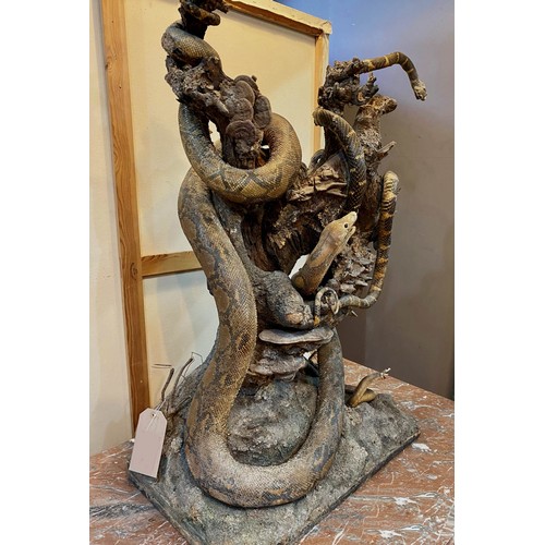 149 - TAXIDERMY, 105cm H x 70cm W x 40cm D, Victorian, of snakes in a naturalistic setting.