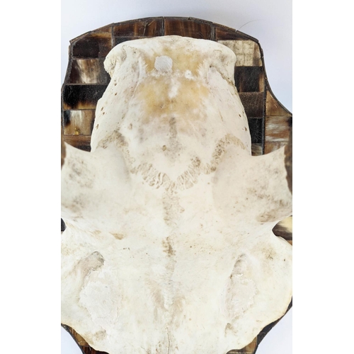 250 - ANTHONY REDMILE STYLE TROPHY HEADS, a set of two, mounted on tessellated bone shields, 63cm H approx... 