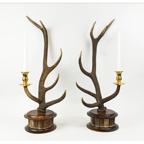 251 - ANTHONY REDMILE STYLE RED DEER ANTLER CANDELABRA, a pair, 68cm H, gold plated fittings. (2)
