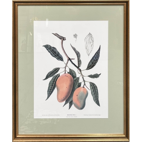 35 - BOTANICAL PRINTS, a set of four, each 72cm x 59cm, framed and glazed. (4)