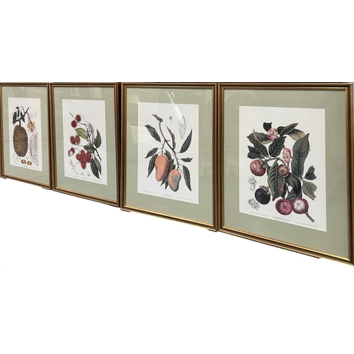 35 - BOTANICAL PRINTS, a set of four, each 72cm x 59cm, framed and glazed. (4)