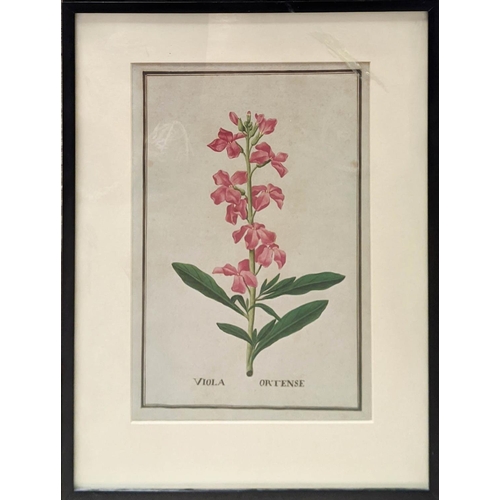 57 - 18TH/19TH CENTURY SCHOOL 'Botanical Studies', watercolour 25cm x 39cm, a pair, framed.