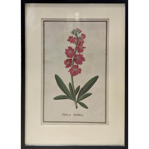 57 - 18TH/19TH CENTURY SCHOOL 'Botanical Studies', watercolour 25cm x 39cm, a pair, framed.