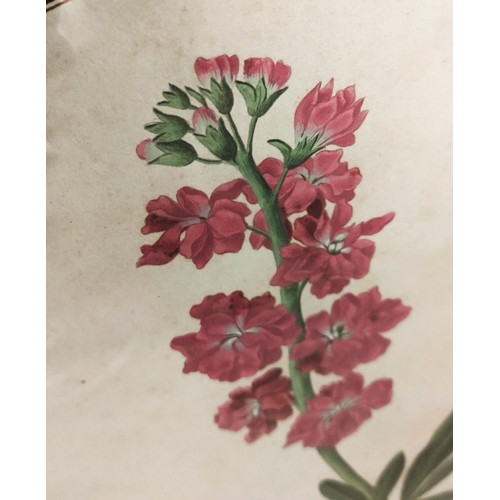 57 - 18TH/19TH CENTURY SCHOOL 'Botanical Studies', watercolour 25cm x 39cm, a pair, framed.