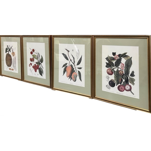 83 - BOTANICAL PRINTS, a set of four, each 72cm x 59cm, framed and glazed. (4)