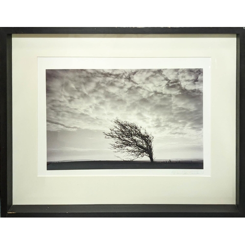 37 - JILL KINGSTON COURTHOLD, Wind Tree tool, 1/10, photoprint, framed and glazed, 76cm x 61cm.