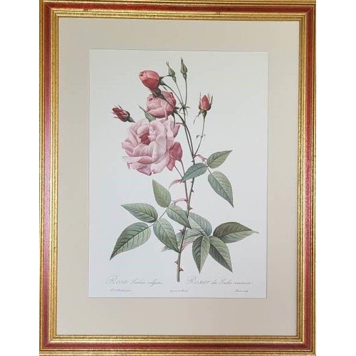 32 - AFTER PIERRE-JOSEPH REDOUTE, 'Roses' lithographs, 32cm x 26cm each, published 1956, framed. (6)