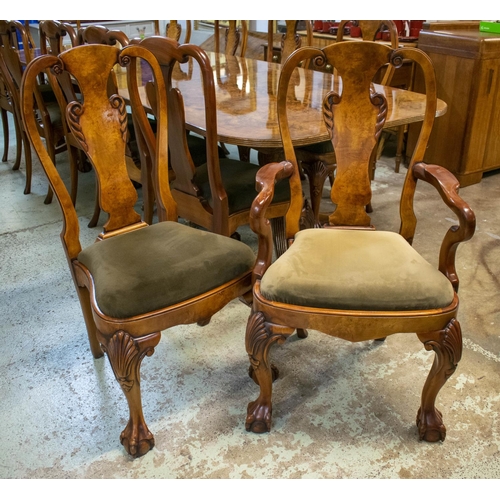 512 - DINING CHAIRS, a set of 16, George I style burr walnut, including two armchairs, with green velvet d... 