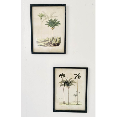 420 - BOTANICAL PRINTS, a pair, framed and glazed, 56cm x 41cm each. (2)