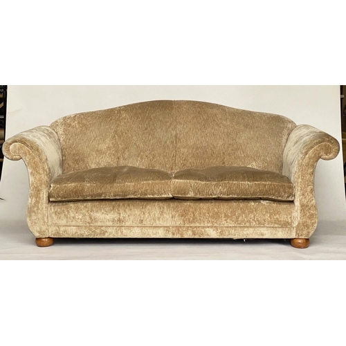 172 - SOFA, champagne velvet chenille upholstered with arched back, scroll  arms and feather pads, 222cm W... 