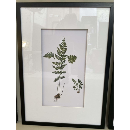 449 - BOTANICAL prints, a set of four, framed and glazed, 70cm H x 51cm. (4)