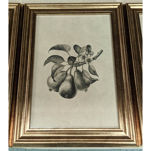 515 - BOTANICAL PRINTS, a set of four, framed and glazed, 40cm x 29cm. (4)