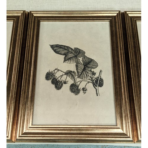 515 - BOTANICAL PRINTS, a set of four, framed and glazed, 40cm x 29cm. (4)