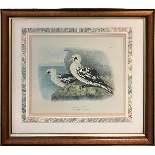 32 - E T BOOTH & EDWARD NEALE, Gannet and Kittiwake' from 'Birds observed in British Isles', coloured eng... 