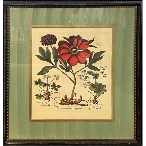 37 - BOTANICAL PRINTS, a pair, 86cm x 74cm. (2)