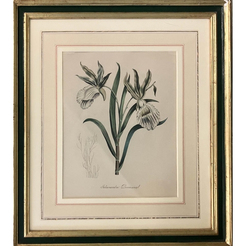 35 - EDWARDS BOTANICAL REGISTER, ' Botanical Studies including Dendrobium Moniliforme' lithographs, 25cm ... 