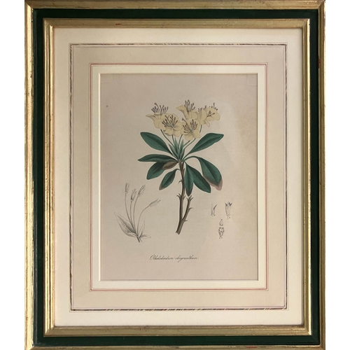 35 - EDWARDS BOTANICAL REGISTER, ' Botanical Studies including Dendrobium Moniliforme' lithographs, 25cm ... 