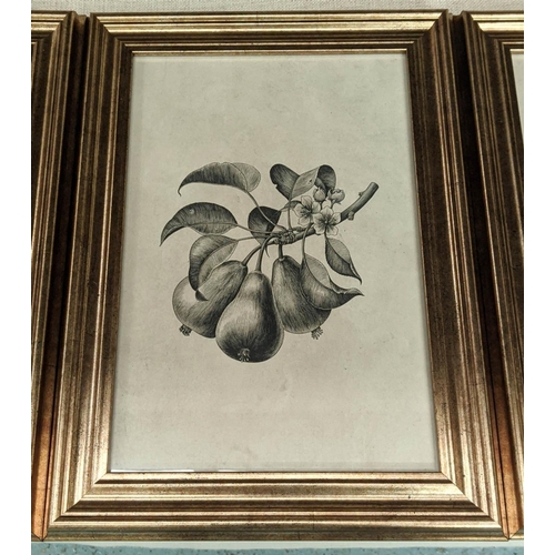 389 - BOTANICAL PRINTS, a set of four, framed and glazed, 40cm x 29cm. (4)