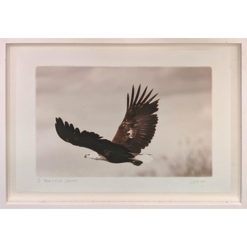 53 - CAROLINE GIBELO 'Heaven and Earth Botswana', photo print, 82cm x 6cm, signed, numbered 2/20 and date... 