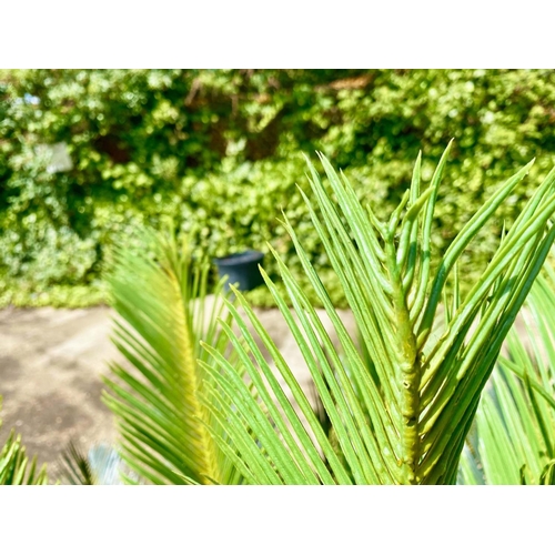 409 - FAUX FERN TREES, a pair, in black planters, 110cm high, 100cm wide. (2)