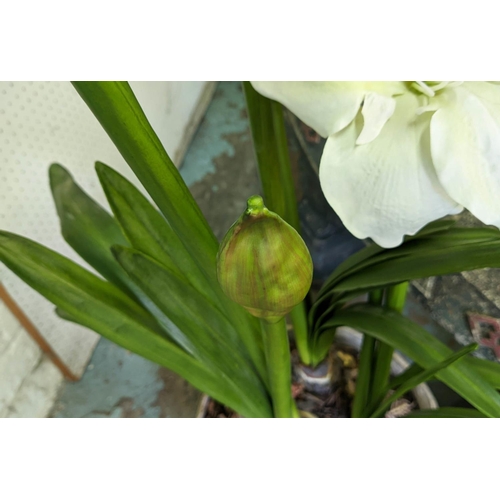 306 - FAUX LILY DISPLAY, potted, 115cm H approx.