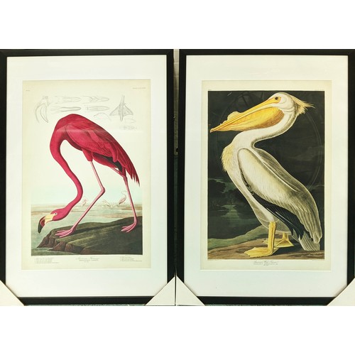 430 - AFTER JOHN JAMES AUDUBON PRINTS, a set of two, framed and glazed, 91cm 61cm. (2)