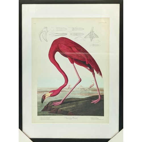 430 - AFTER JOHN JAMES AUDUBON PRINTS, a set of two, framed and glazed, 91cm 61cm. (2)