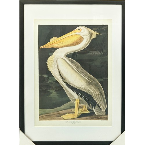 430 - AFTER JOHN JAMES AUDUBON PRINTS, a set of two, framed and glazed, 91cm 61cm. (2)