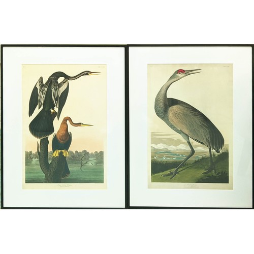 438 - AFTER JOHN JAMES AUDUBON, prints, a pair, 71cm x 50.5cm, framed. (2)