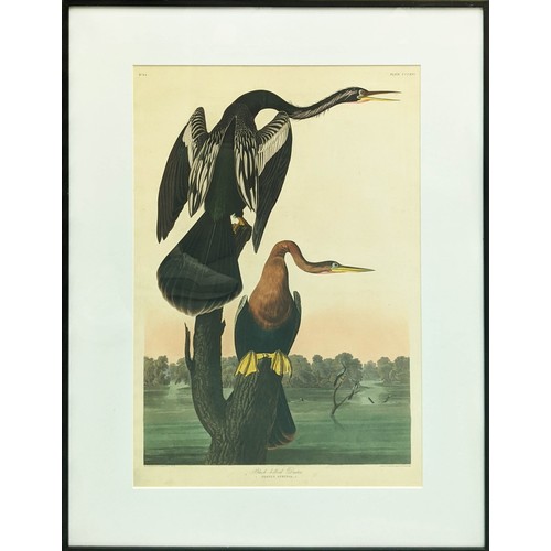 438 - AFTER JOHN JAMES AUDUBON, prints, a pair, 71cm x 50.5cm, framed. (2)