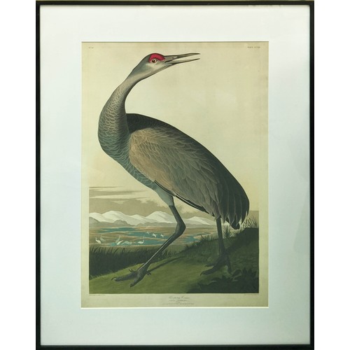 438 - AFTER JOHN JAMES AUDUBON, prints, a pair, 71cm x 50.5cm, framed. (2)