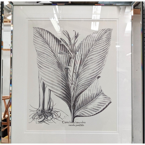 319 - TROWBRIDGE BOTANICAL PRINTS, a set of four, framed and glazed, 165cm x 75cm. (4)