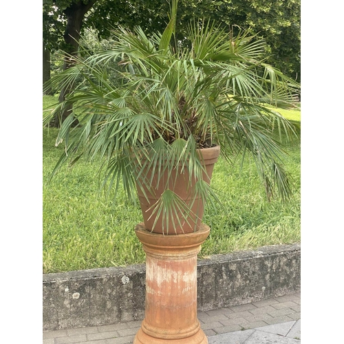 552 - PALM PLANT ON STAND, in terracotta graduated pot on cylindrical fluted terracotta stand, stand 75cm ... 