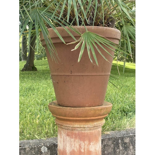 552 - PALM PLANT ON STAND, in terracotta graduated pot on cylindrical fluted terracotta stand, stand 75cm ... 