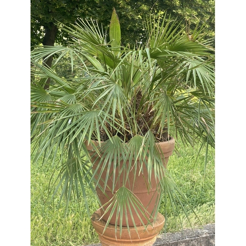 552 - PALM PLANT ON STAND, in terracotta graduated pot on cylindrical fluted terracotta stand, stand 75cm ... 