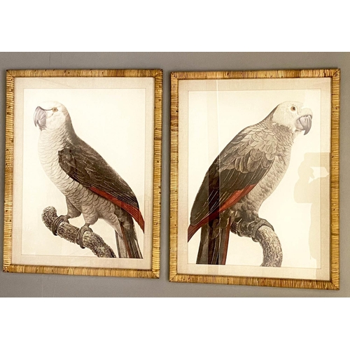 481 - PRINTS OF PARROTS, a set of two, framed in rattan frames, 70cm x 55cm. (2)