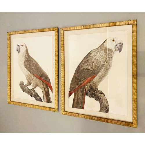 481 - PRINTS OF PARROTS, a set of two, framed in rattan frames, 70cm x 55cm. (2)