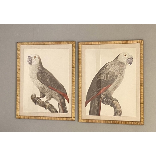 481 - PRINTS OF PARROTS, a set of two, framed in rattan frames, 70cm x 55cm. (2)