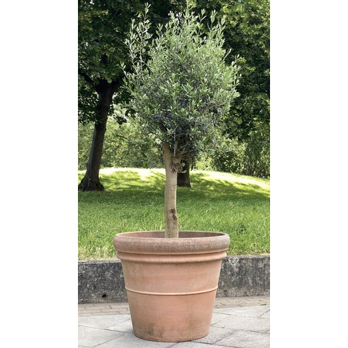 131 - GARDEN OLIVE TREE, established olive tree in large tapering terracotta pot, 220cm H approx, pot 78cm... 