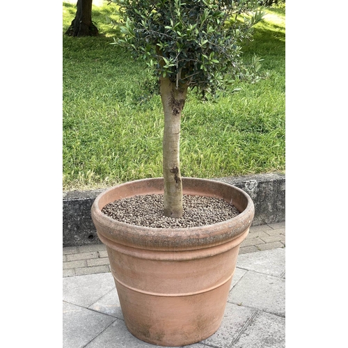 131 - GARDEN OLIVE TREE, established olive tree in large tapering terracotta pot, 220cm H approx, pot 78cm... 